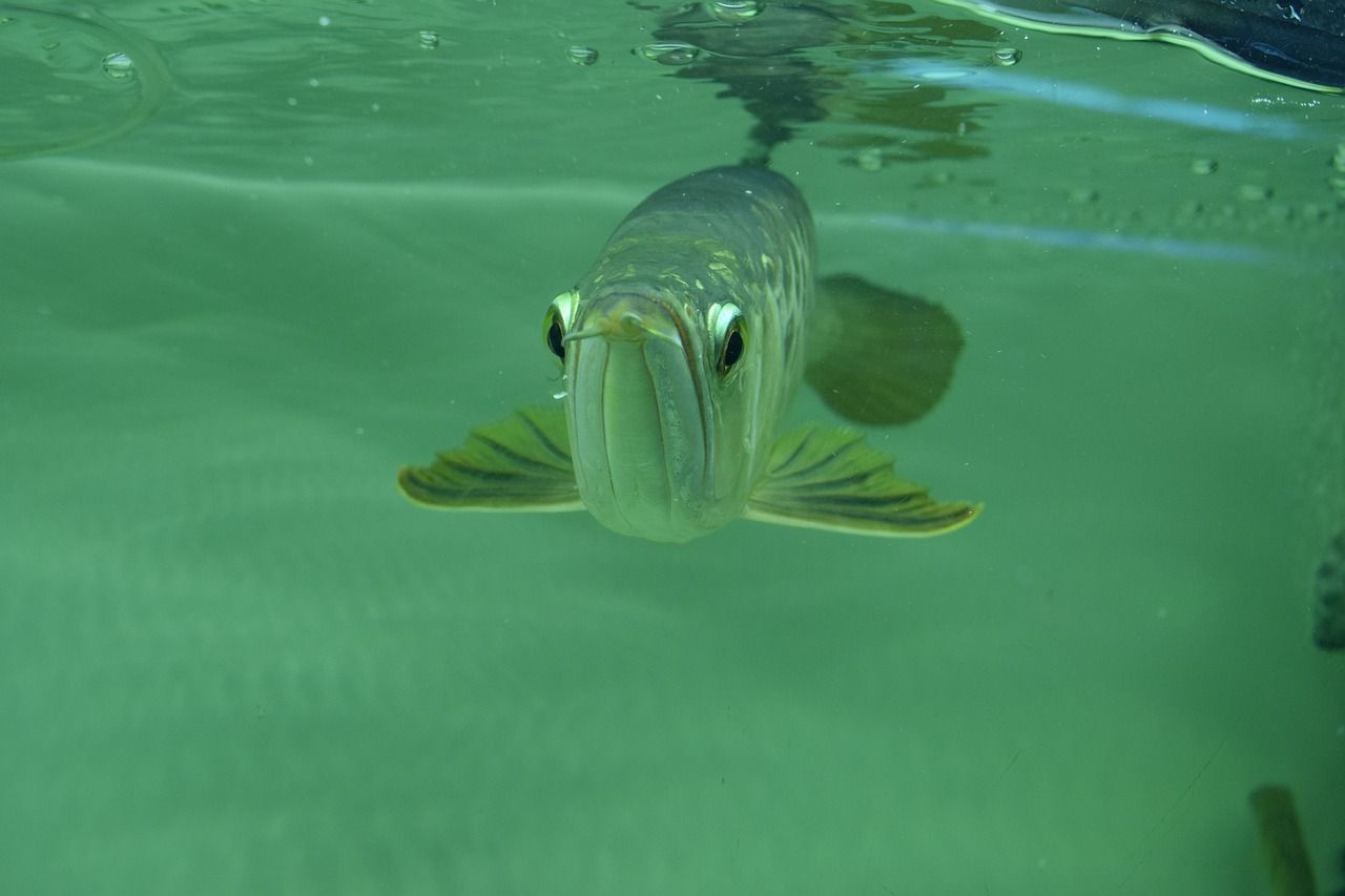 自制水族馆鱼缸(自制景观鱼缸) 稀有金龙鱼 第1张