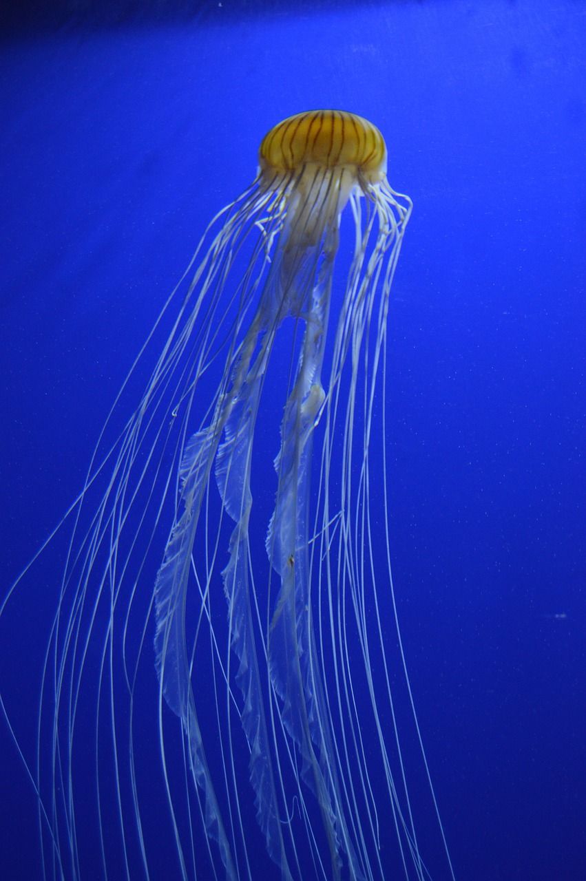 海水鱼缸鱼密度 海水鱼缸鱼密度多少合适 元宝鲫 第2张