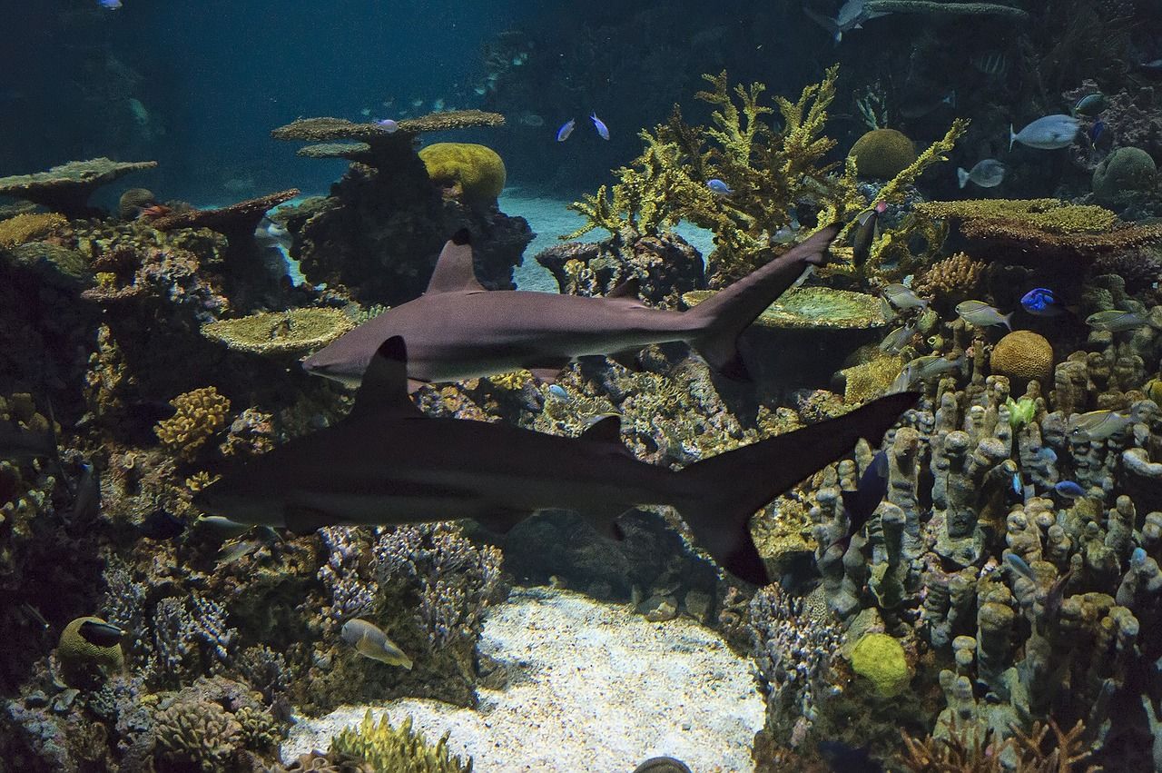 临沧水族批发市场在哪里啊电话多少 临沧水族批发市场在哪里啊电话多少号码 垂钓乐园 第2张