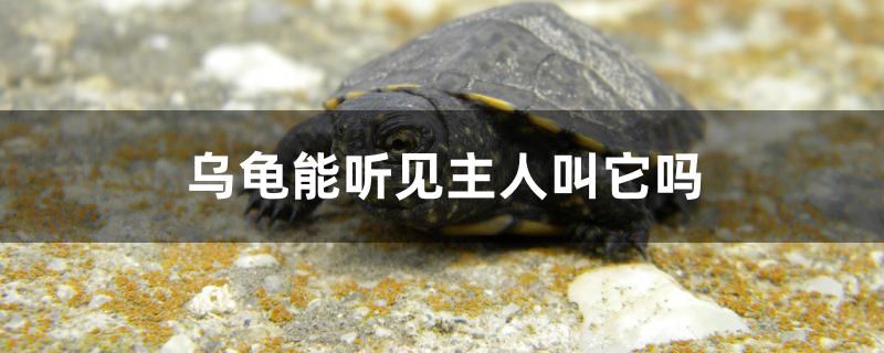 乌龟能听见主人叫它吗