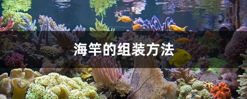 海竿的组装方法 斯维尼关刀鱼 第1张