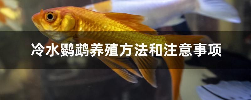 冷水鹦鹉养殖方法和注意事项 广州祥龙国际水族贸易 第1张