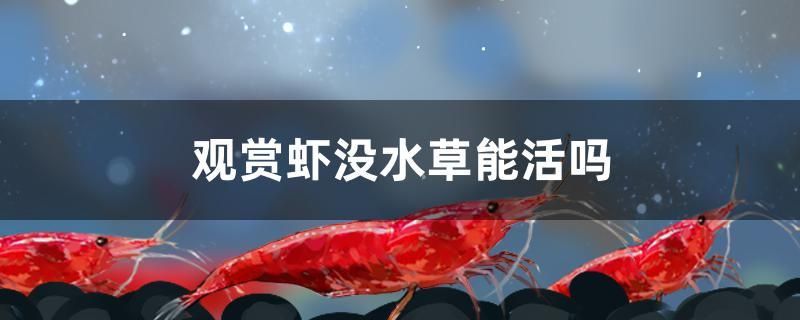 观赏虾没水草能活吗 狗仔招财猫鱼 第1张