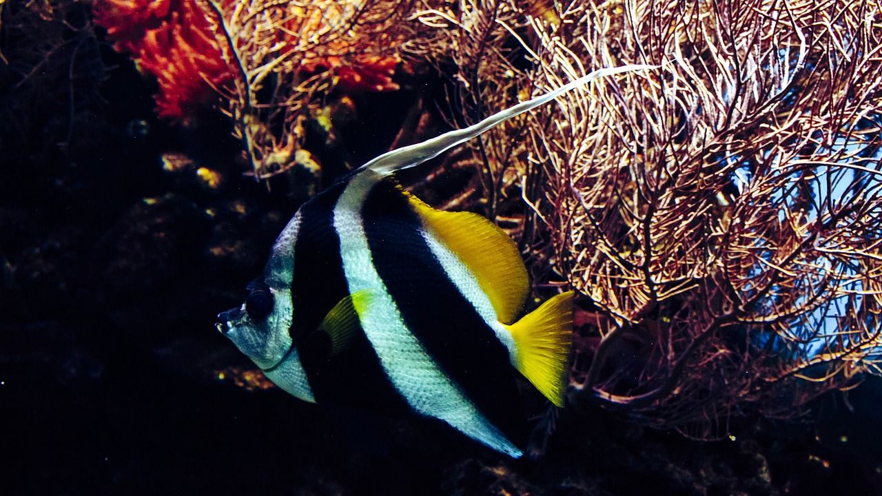 邯郸鱼缸定制厂家地址在哪里（邯郸鱼缸批发市场） 祥龙水族护理水 第2张