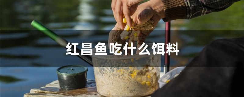 红昌鱼吃什么饵料