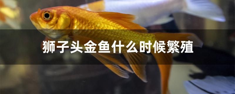 狮子头金鱼什么时候繁殖 鱼缸/水族箱 第1张