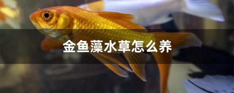 金鱼藻水草怎么养