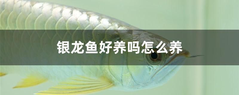 银龙鱼好养吗怎么养 鱼缸百科 第1张