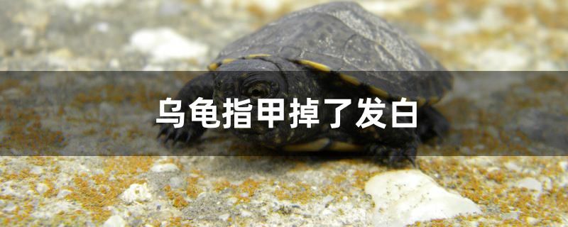 乌龟指甲掉了发白怎么办 观赏鱼市场（混养鱼） 第1张