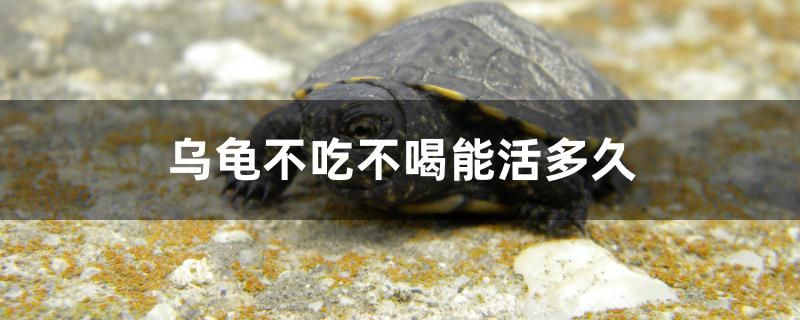 乌龟不吃不喝能活多久 三间鼠鱼 第1张