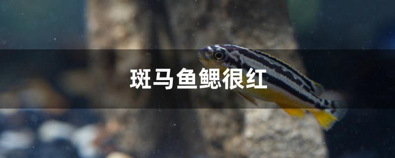 斑马鱼鳃很红