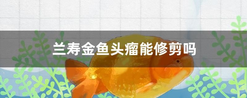 兰寿金鱼头瘤能修剪吗