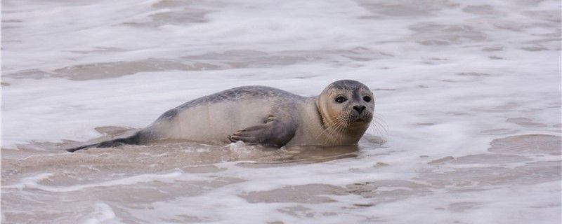 海狗是什么动物是哺乳动物吗