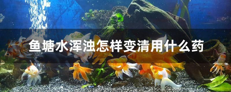 鱼塘水浑浊怎样变清用什么药