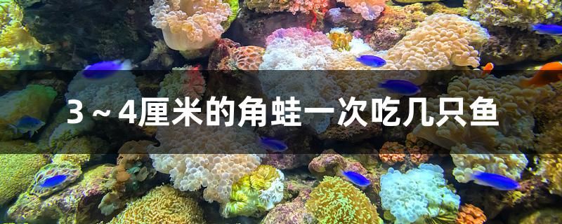 3～4厘米的角蛙一次吃几只鱼 鱼缸百科 第1张