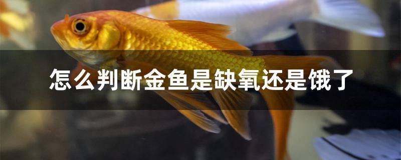 怎么判断金鱼是缺氧还是饿了