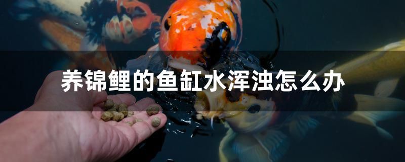 养锦鲤的鱼缸水浑浊怎么办 狗狗（犬） 第1张