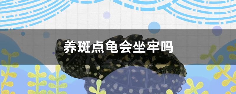 养斑点龟会坐牢吗