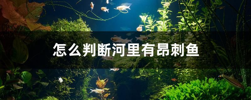 怎么判断河里有昂刺鱼 水族维护服务（上门） 第1张