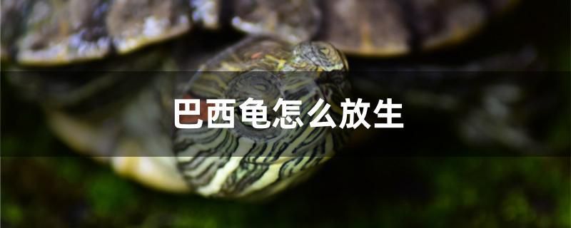 巴西龟怎么放生 柠檬鲫 第1张