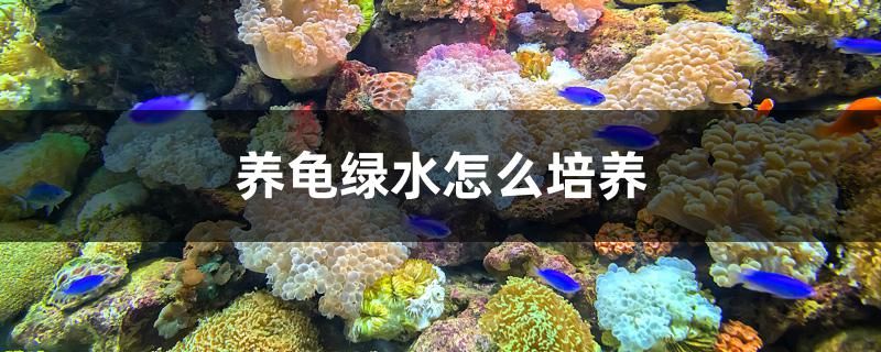 养龟绿水怎么培养