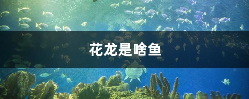 花龙是啥鱼 和尚鱼 第1张