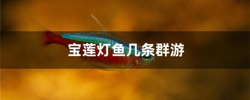 宝莲灯鱼几条群游 黑白双星 第1张