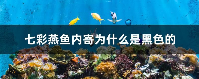 七彩燕鱼内寄为什么是黑色的 水族用品 第1张