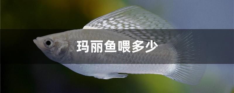 玛丽鱼喂多少