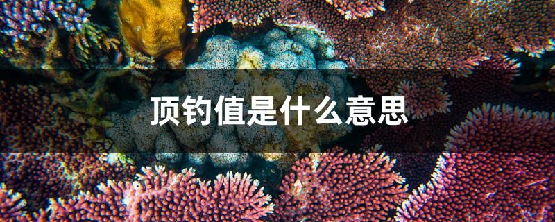 顶钓值是什么意思 非洲金鼓鱼 第1张