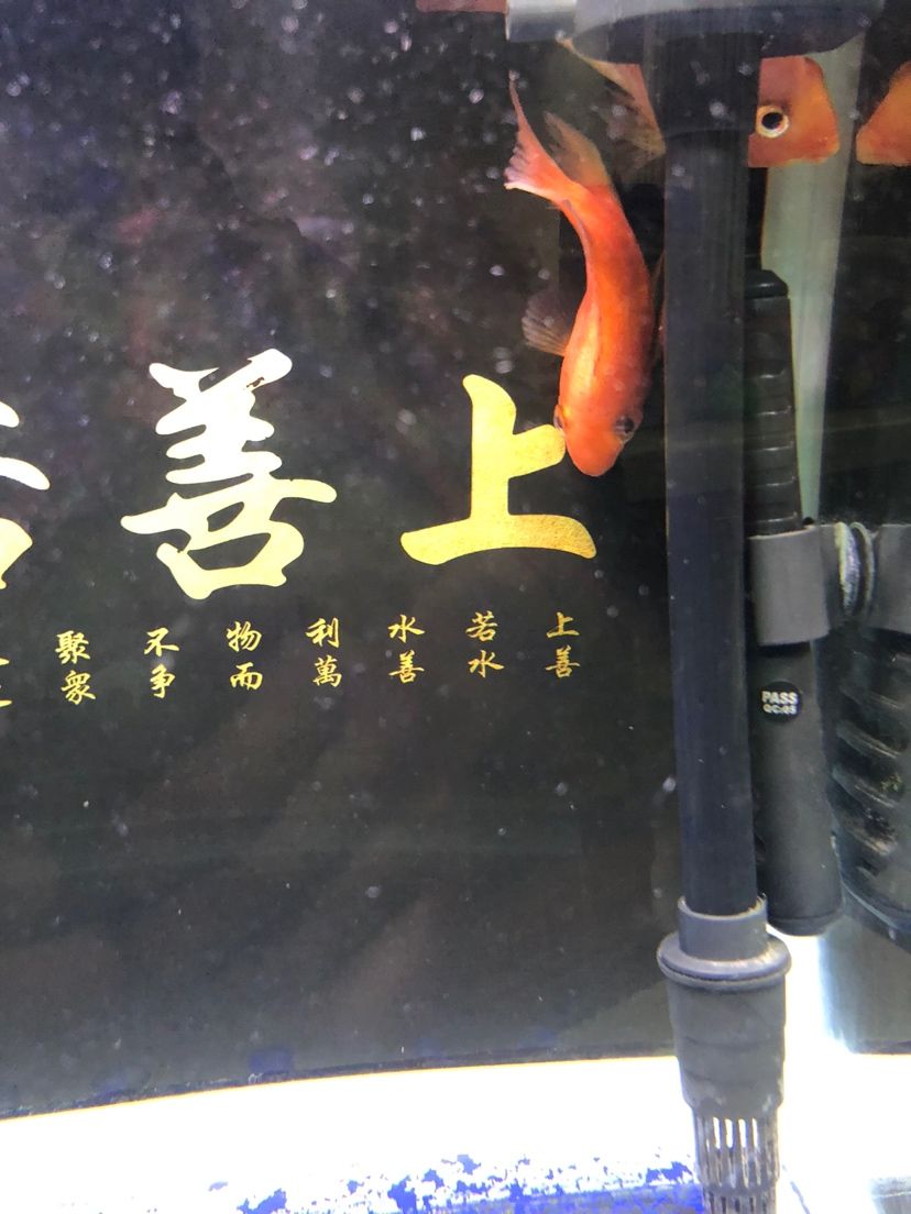 倒立洗头 观赏鱼论坛 第2张