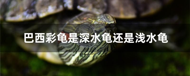 巴西彩龟是深水龟还是浅水龟 白子红龙鱼 第1张