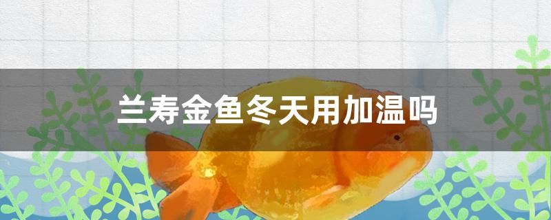 兰寿金鱼冬天用加温吗