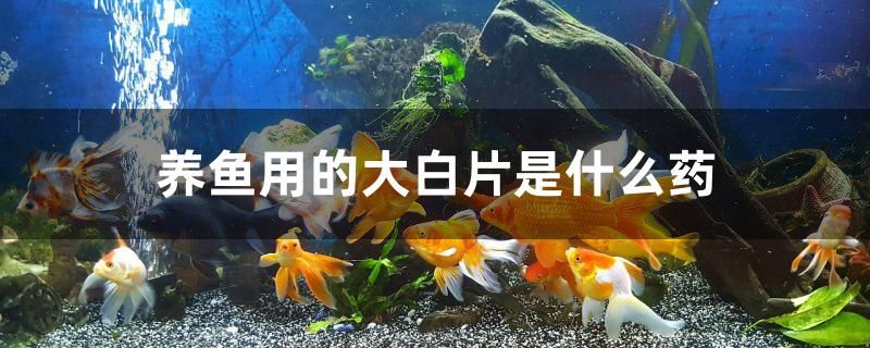 养鱼用的大白片是什么药