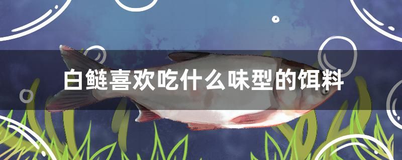 白鲢喜欢吃什么味型的饵料 观赏鱼市场 第1张