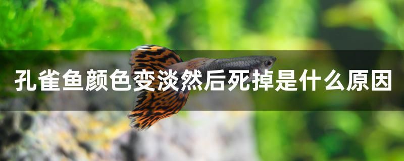 孔雀鱼颜色变淡然后死掉是什么原因 鱼缸百科 第1张