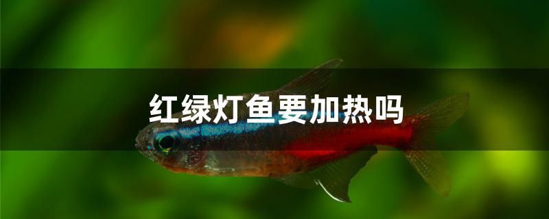 鱼缸进新鱼怎么处理 鱼缸进新鱼要喂食吗 三色锦鲤鱼