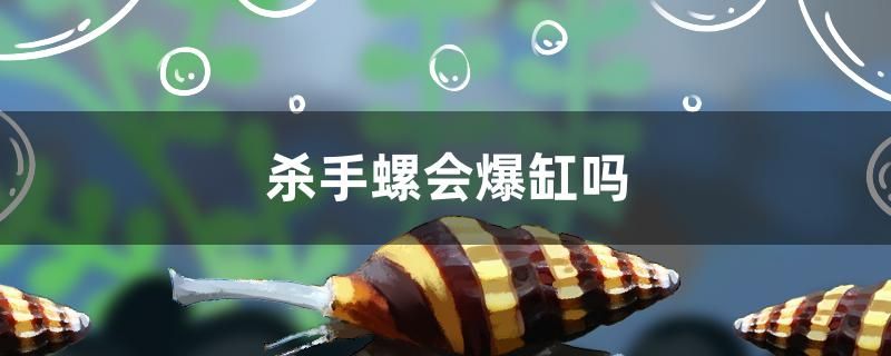 杀手螺会爆缸吗