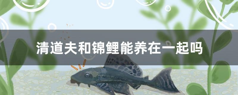 清道夫和锦鲤能养在一起吗 充氧泵 第1张