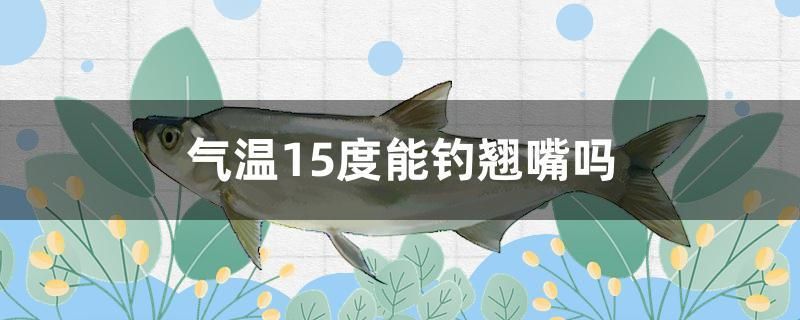 气温15度能钓翘嘴吗