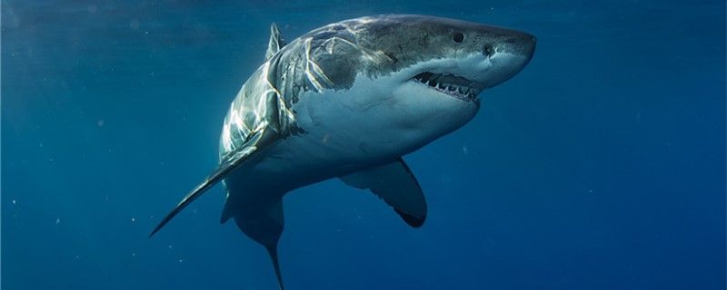 大白鲨能活多久多大算成年