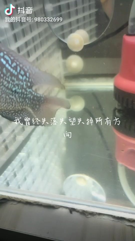 黄金河虎