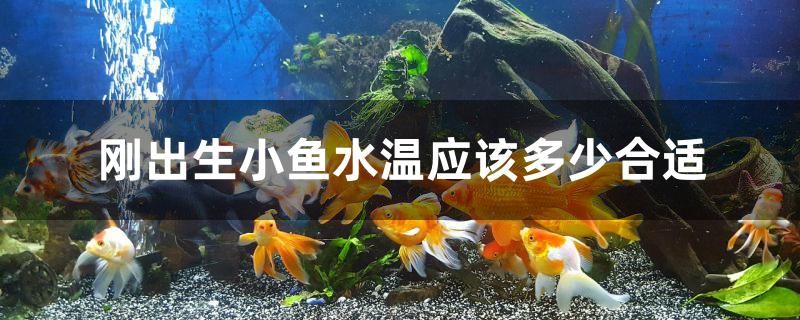 刚出生小鱼水温应该多少合适 斑马鸭嘴鱼 第1张