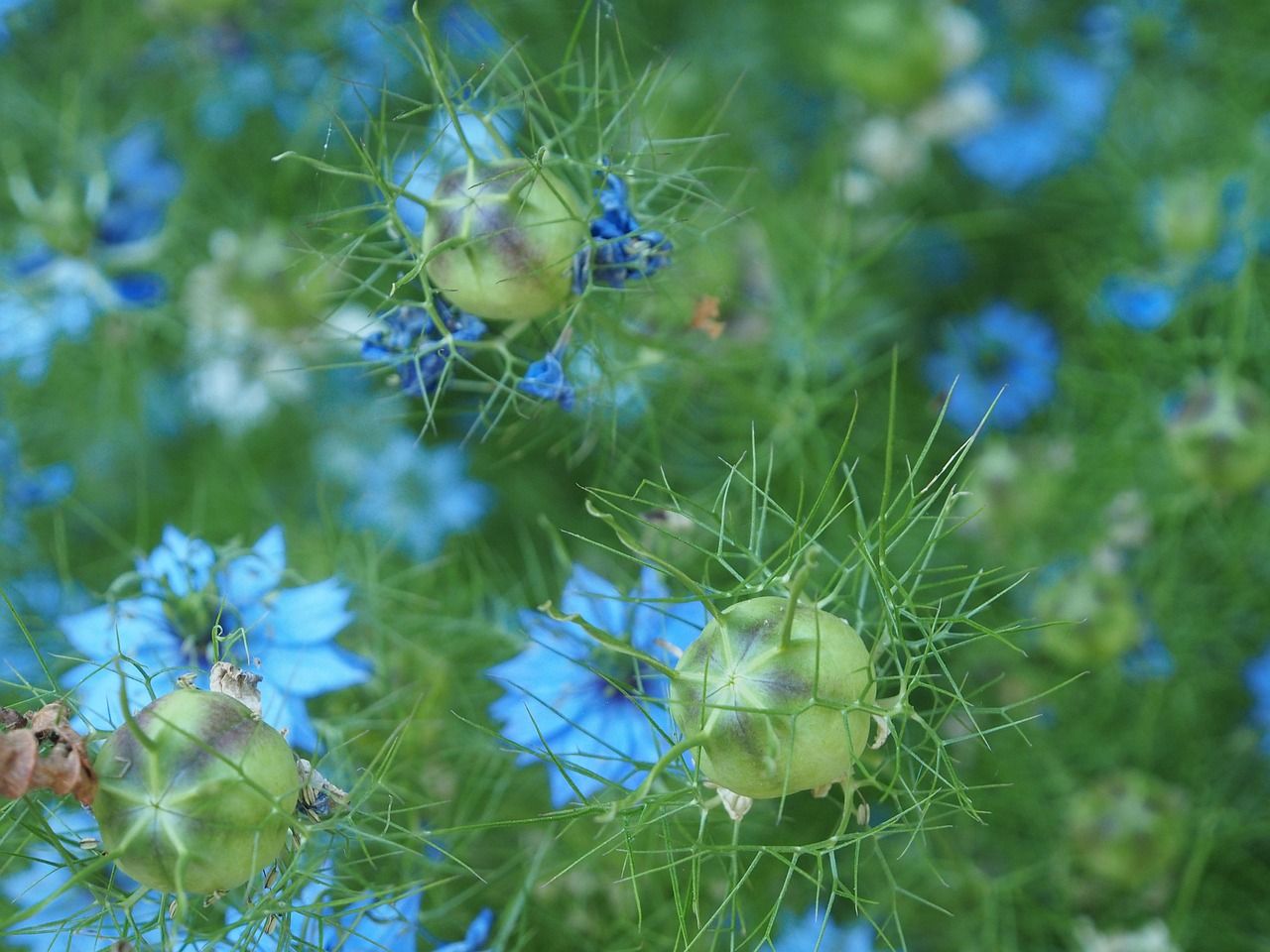 鱼缸水里有白色粉末（鱼缸水里有白色粉末怎么办） 黑水素 第2张