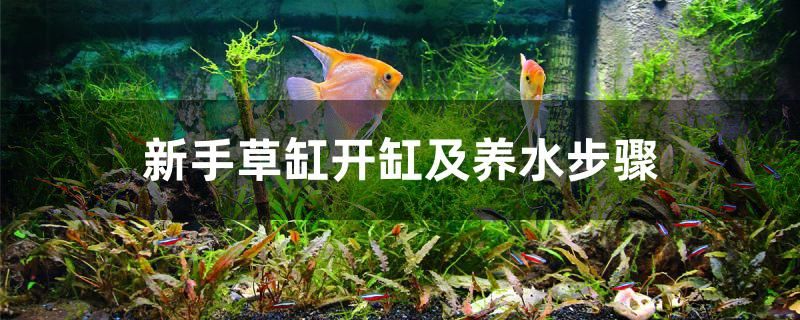 新手草缸开缸及养水步骤 白化巴西龟（白巴） 第1张