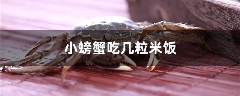 小螃蟹吃几粒米饭 海水鱼 第1张