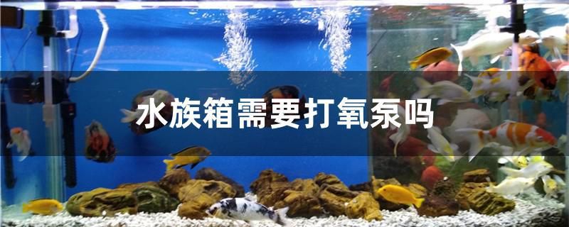 水族箱需要打氧泵吗