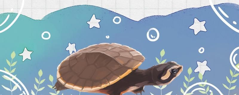 圆澳龟能活多久能长多大