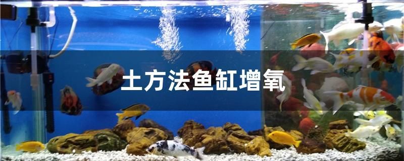 土方法鱼缸增氧 柠檬鲫 第1张