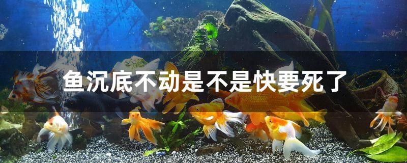 鱼沉底不动是不是快要死了